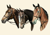 Hunter, Equine Art - Three Thoroughbreds